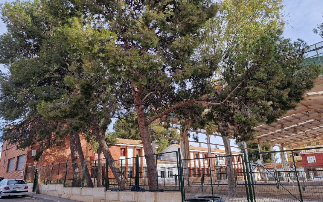 El PSOE exige a Fulgencio Gil que dé marcha atrás en su intención de ejecutar una tala masiva de árboles en el colegio de Almendricos