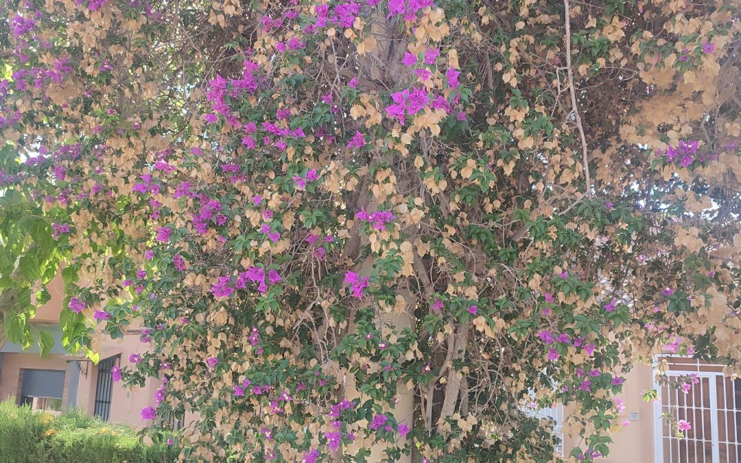 El PSOE de Lorca denuncia el estado de abandono del Parque de la Estación en Almendricos y pide mayor compromiso con las pedanías durante la época estival