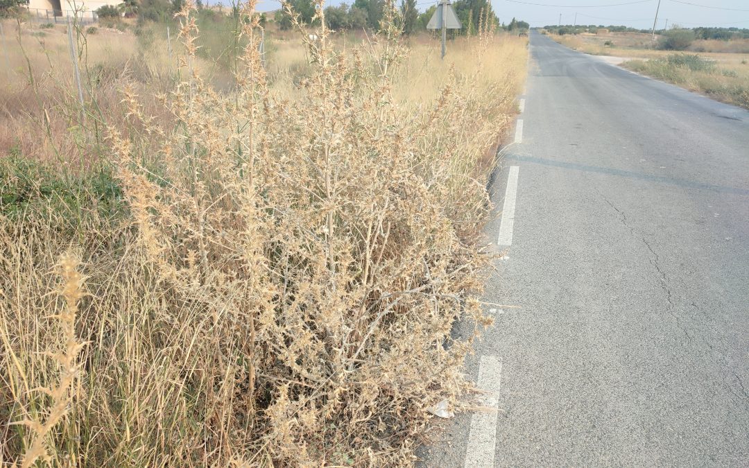 El PSOE denuncia la negligente gestión de Fulgencio Gil por el abandono del desbroce en Lorca en plena ola de incendios