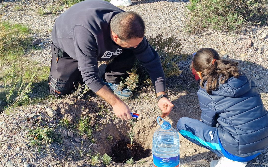 El PSOE de Lorca aplaude la plantación de 100 árboles de acebuches y algarrobos por los alumnos del CBM San Fernando, “una semilla de conciencia”