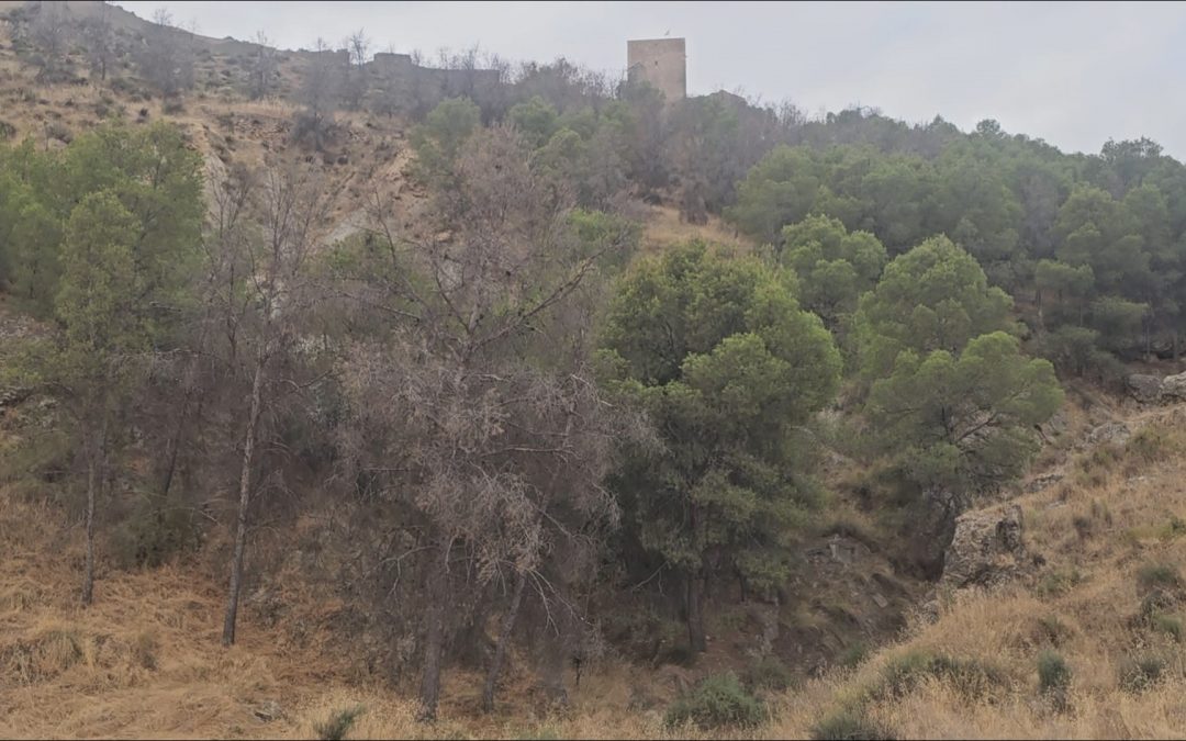 El PSOE de Lorca propone un Plan de choque forestal ante la «insuficiencia» de las actuaciones del Gobierno López Miras, que solo ha intervenido en el 2% del monte lorquino